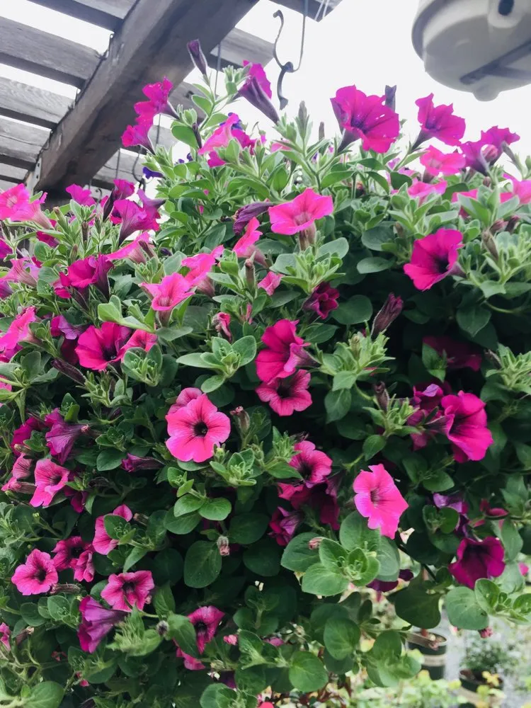 Custom yard cleanup service for homes in Wilmette, IL by Chalet Nursery