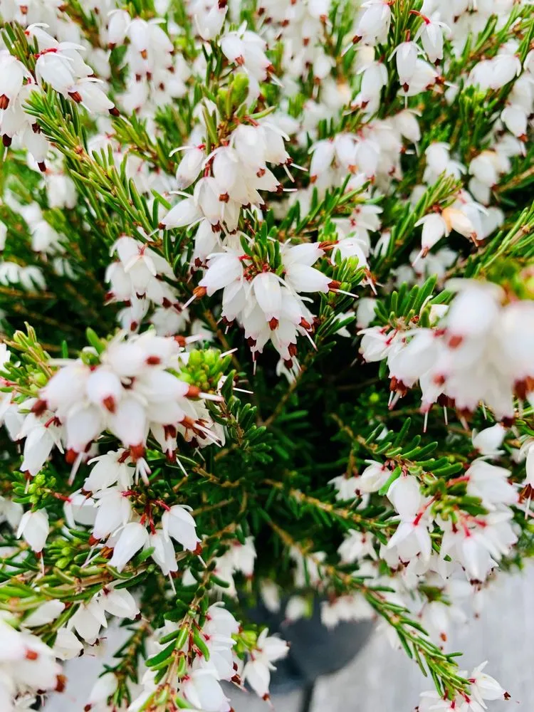 Custom outdoor landscaping in Wilmette, IL - Chalet Nursery