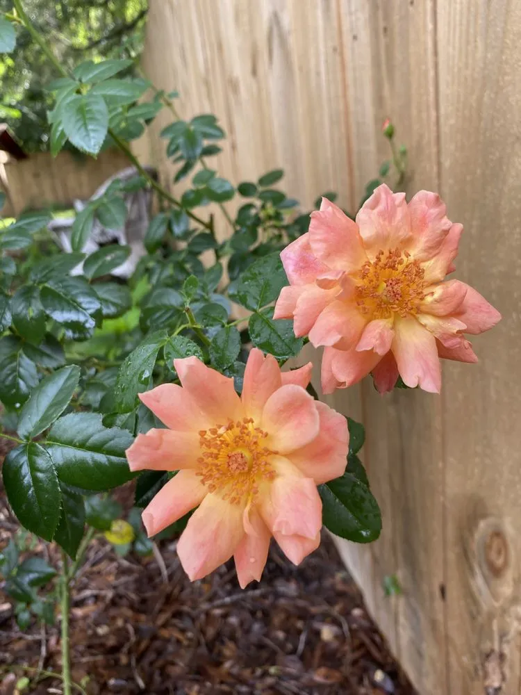 Top-rated landscaping services in Fairhope, AL - Challenger Lawncare and Landscaping