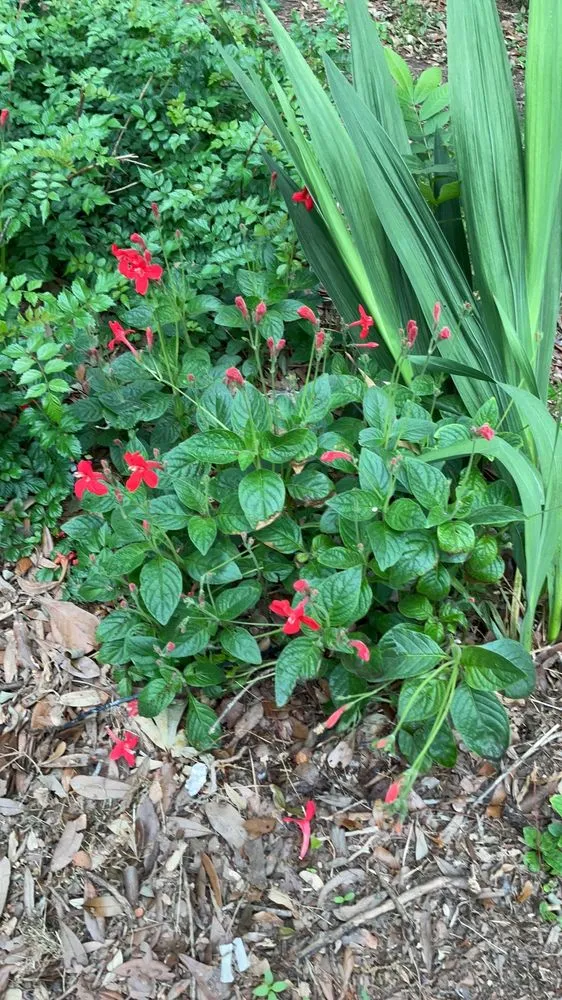 Professional garden landscaping in Fairhope, AL - Challenger Lawncare and Landscaping