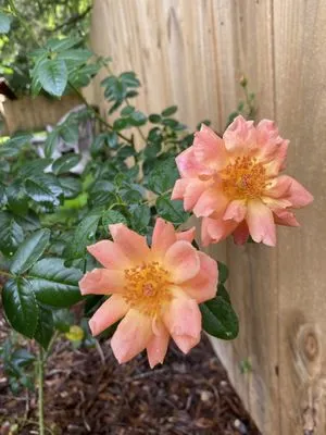 Challenger Lawncare and Landscaping Logo