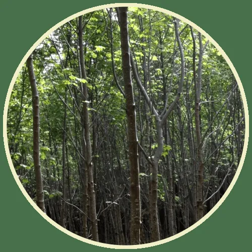 Custom residential landscaping in Grove City, OH by Challengers Tree Service