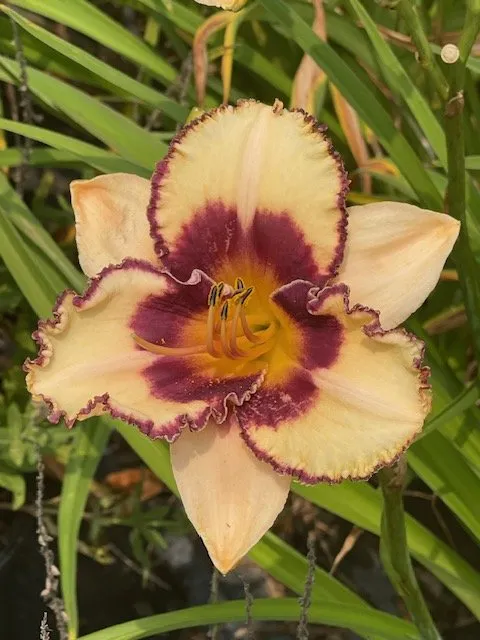 Expert garden landscaping in Kensington, CT - Chamberlain Growers