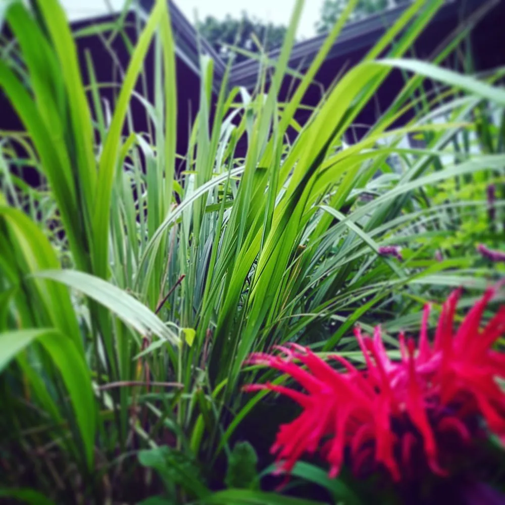 Trusted lawn care service for outdoor upgrades across South Orange, NJ - Chambers Design