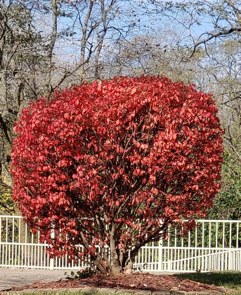 Custom yard cleanup service with custom design across Swansea, IL - Chamelion Landscaping