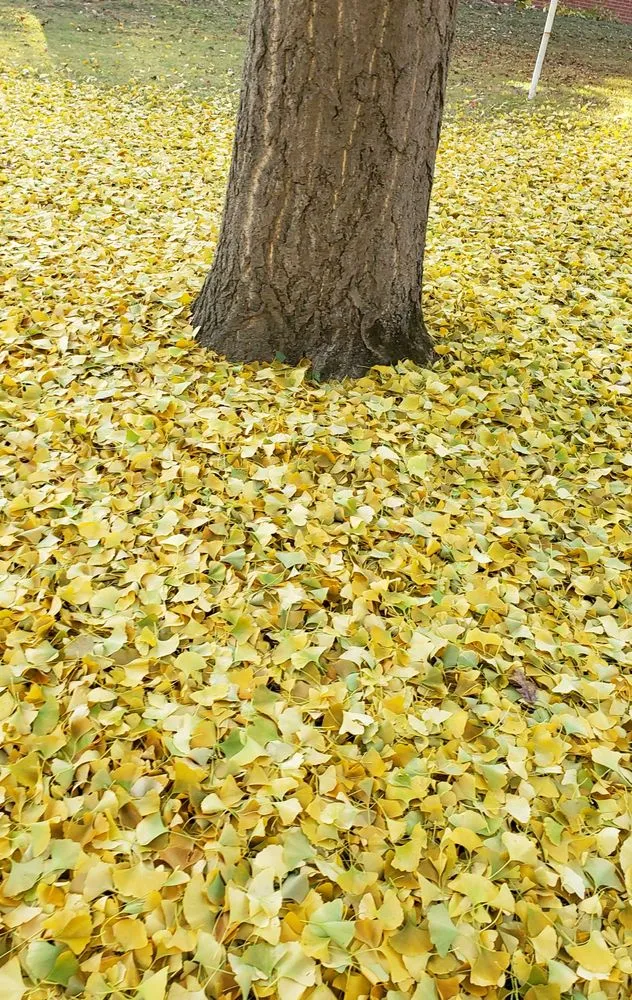 Local landscaping services for homes in Swansea, IL by Chamelion Landscaping