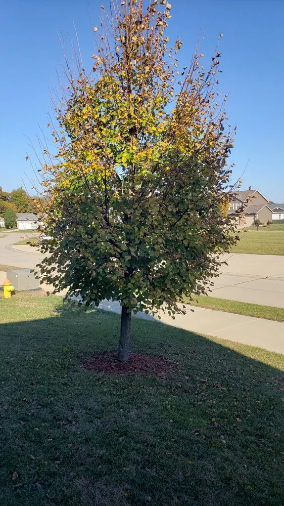 Custom lawn care service in Swansea, IL - Chamelion Landscaping