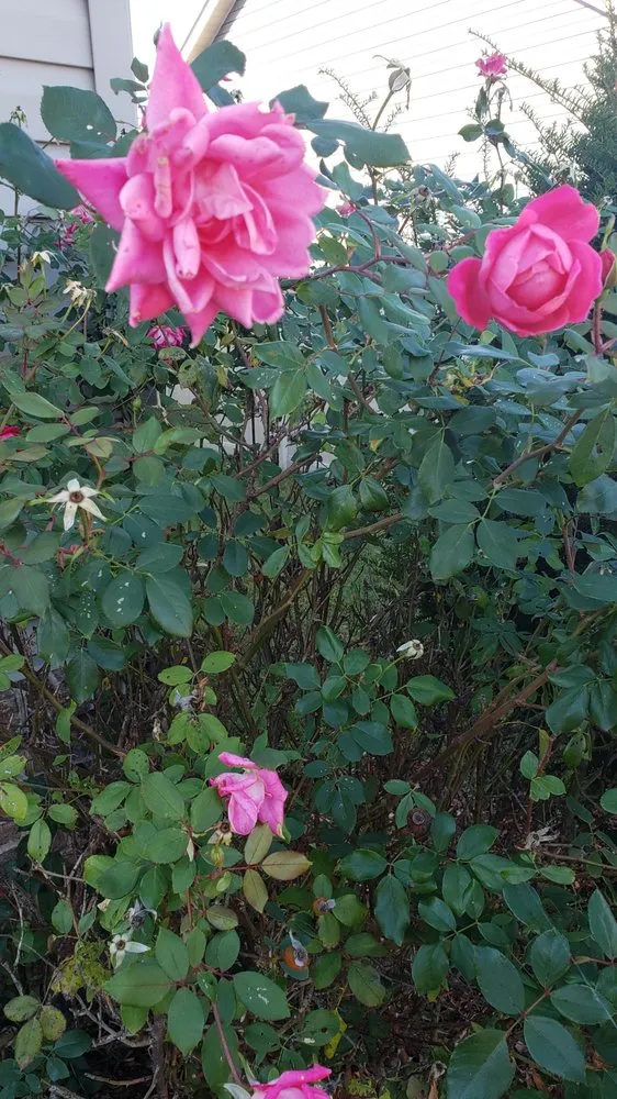 Custom outdoor landscaping for residential properties across Swansea, IL - Chamelion Landscaping