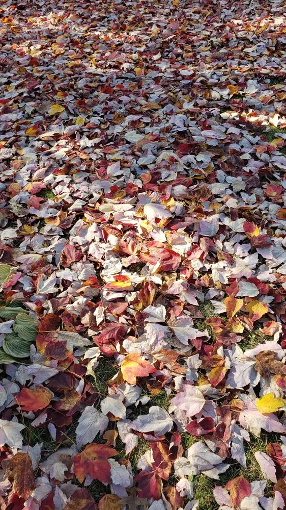 Reliable landscape design in Swansea, IL by Chamelion Landscaping