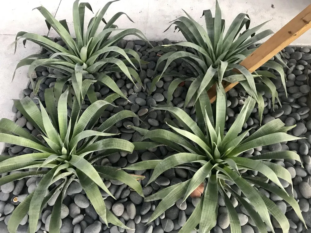 Reliable outdoor landscaping in Miami, FL - Champion Bobcat & Excavator Services