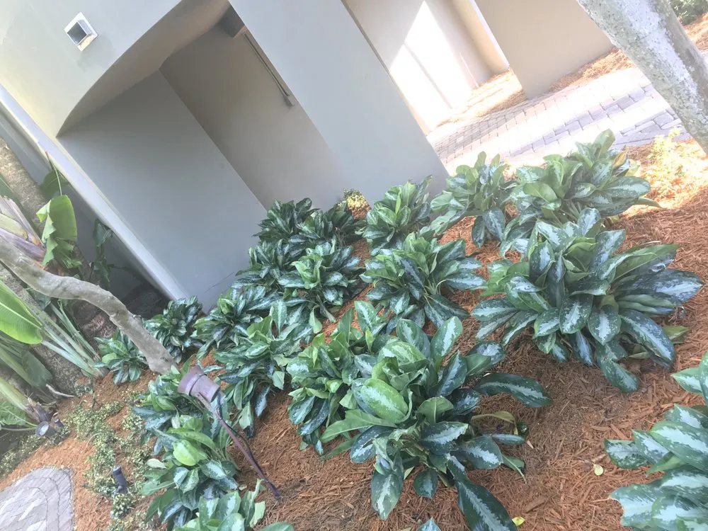 Professional yard maintenance in Miami, FL by Champion Bobcat & Excavator Services