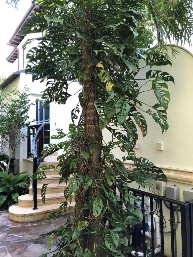 Custom yard maintenance in Miami, FL by Champion Bobcat & Excavator Services