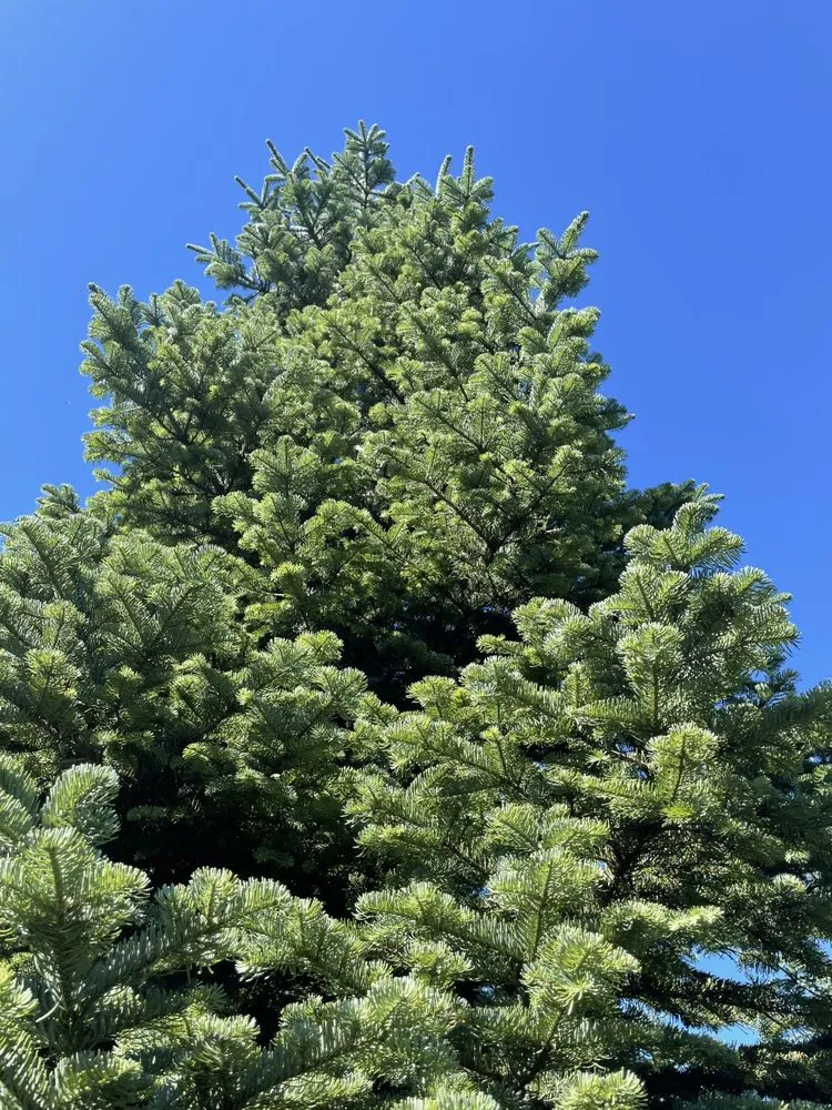 Expert garden landscaping for outdoor upgrades in Chehalis, WA by Champion Greens,Inc.