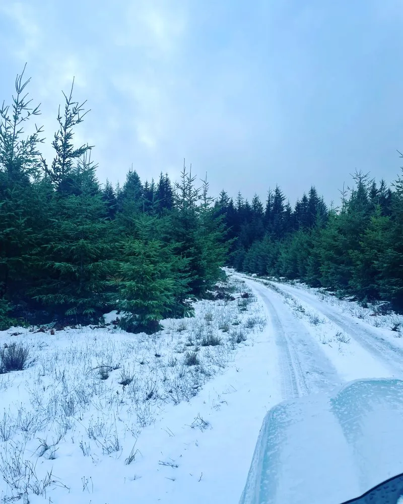 Reliable landscape design for outdoor upgrades in Chehalis, WA by Champion Greens,Inc.