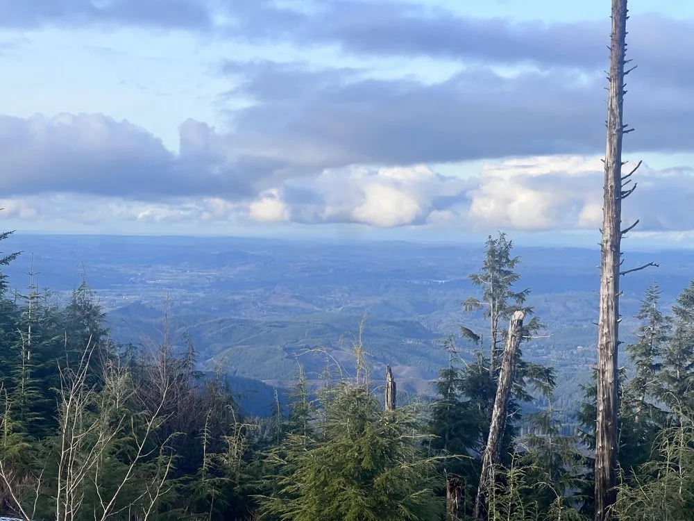 Affordable lawn care service in Chehalis, WA - Champion Greens,Inc.