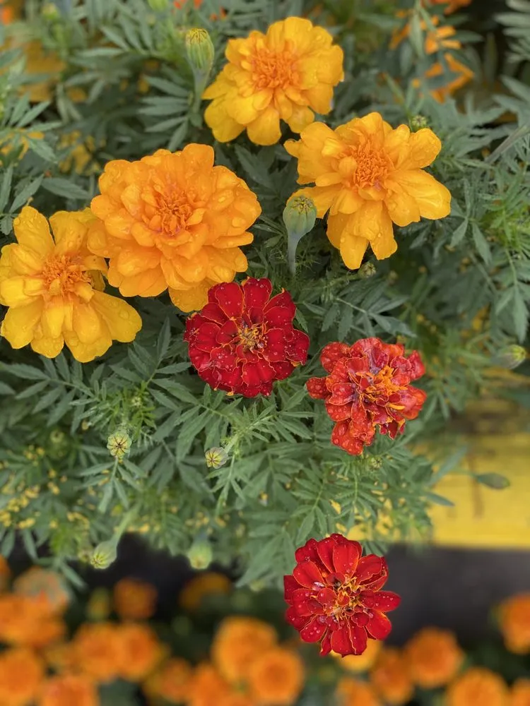 Reliable lawn mowing service in Murrells Inlet, SC by Champion Nursery & Landscaping