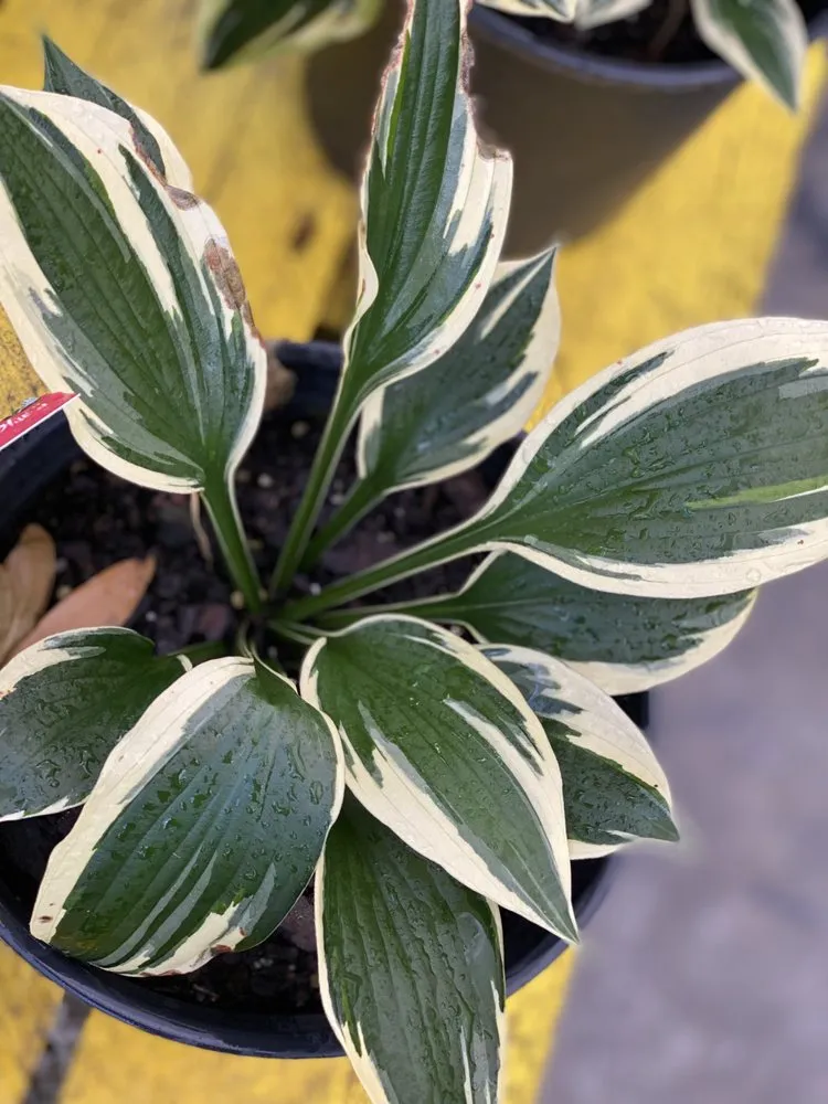 Affordable yard maintenance experts serving Murrells Inlet, SC - Champion Nursery & Landscaping