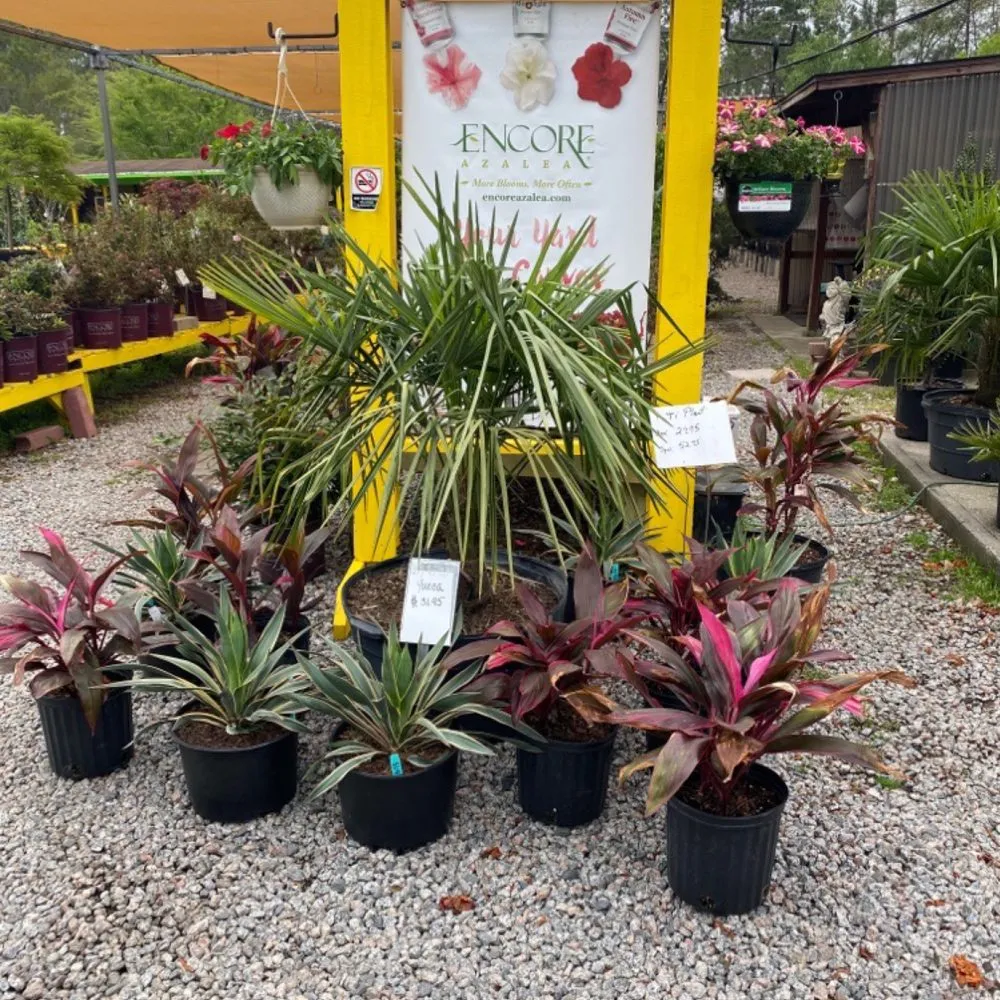 Reliable residential landscaping with custom design across Murrells Inlet, SC - Champion Nursery & Landscaping