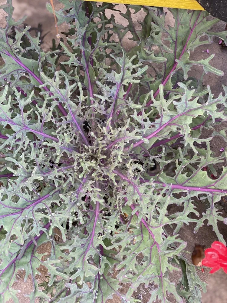 Local landscape installation for beautiful yards across Murrells Inlet, SC - Champion Nursery & Landscaping