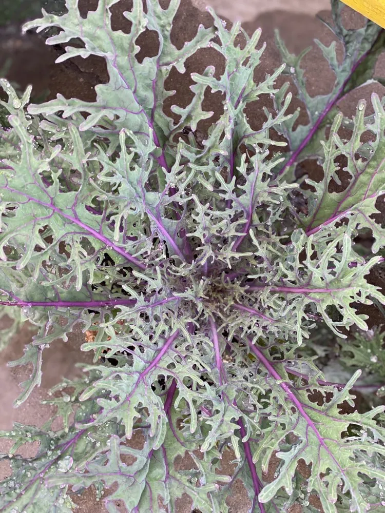 Reliable landscape installation for beautiful yards across Murrells Inlet, SC - Champion Nursery & Landscaping