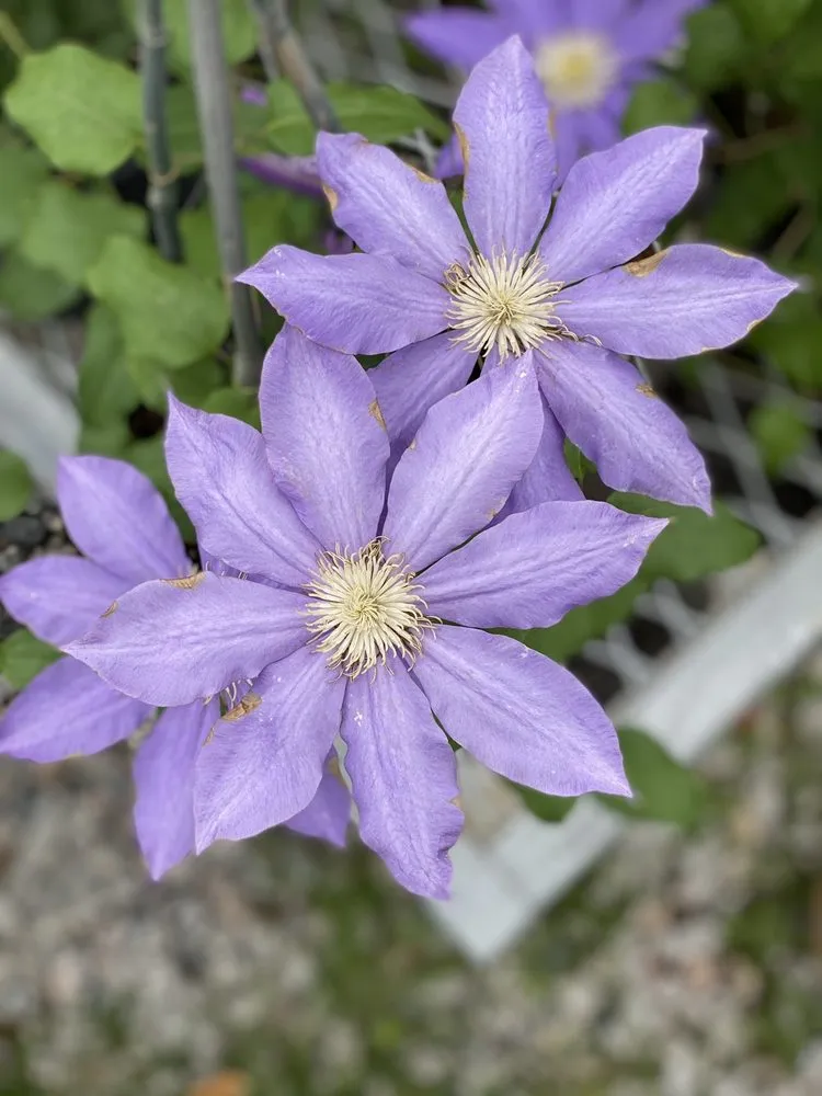 Reliable outdoor landscaping for homes across Murrells Inlet, SC - Champion Nursery & Landscaping