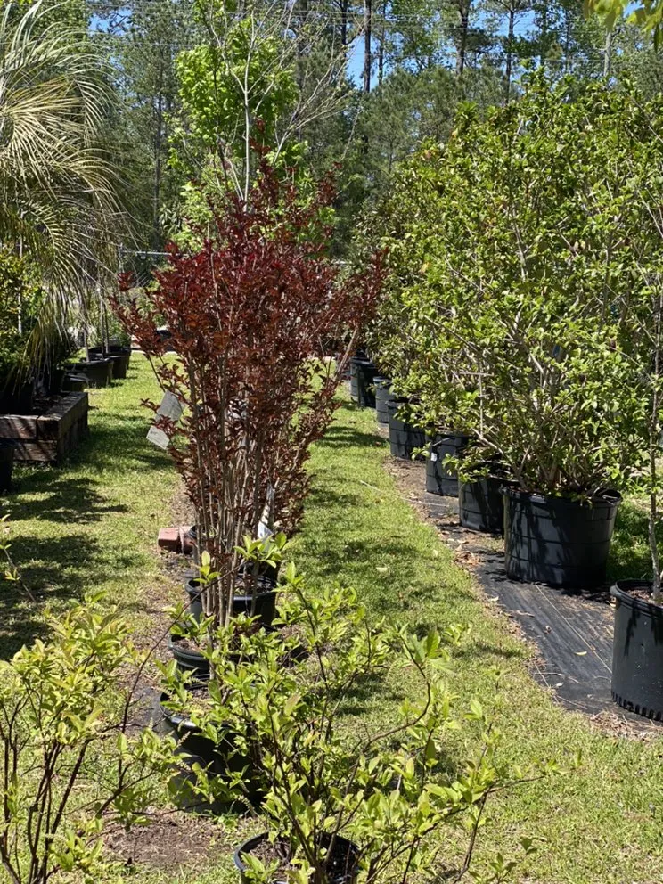 Professional yard cleanup service for residential properties in Murrells Inlet, SC by Champion Nursery & Landscaping