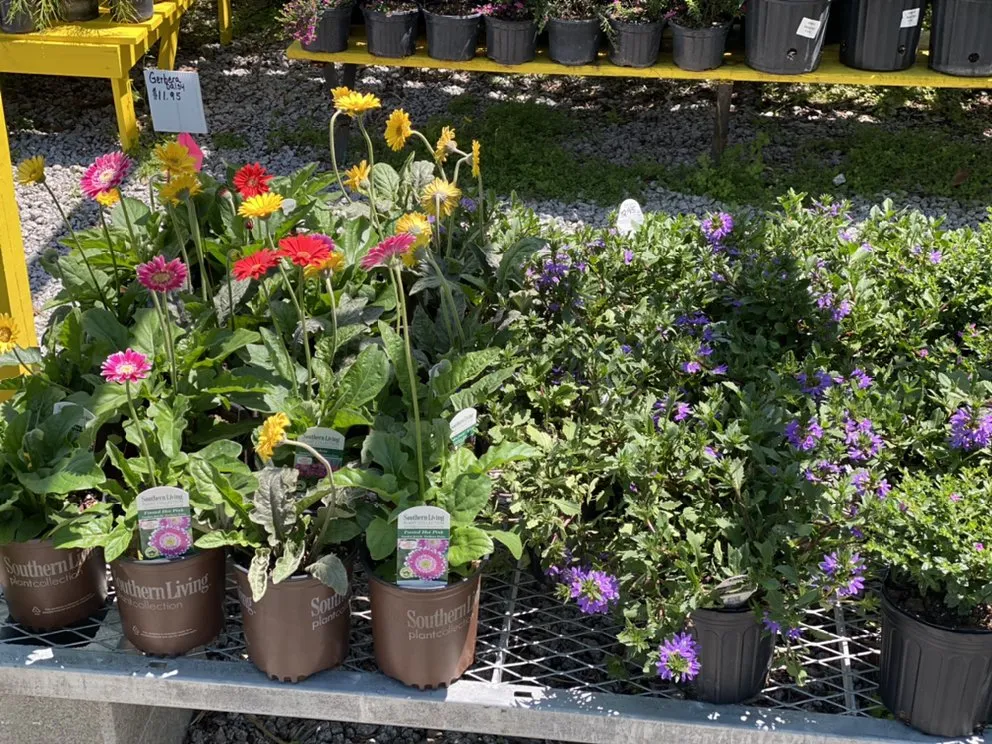 Affordable lawn mowing service in Murrells Inlet, SC - Champion Nursery & Landscaping