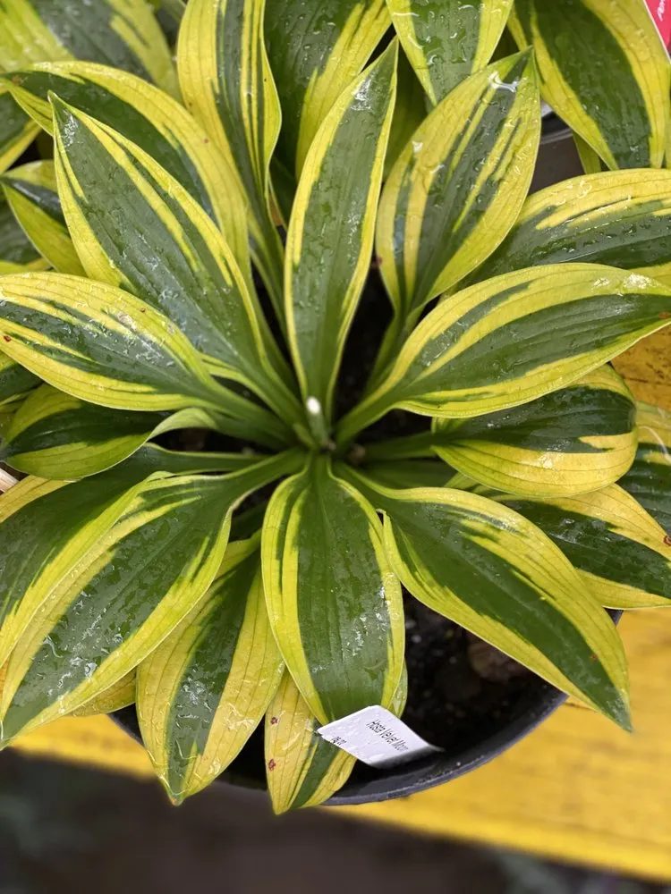 Professional landscape installation in Murrells Inlet, SC by Champion Nursery & Landscaping