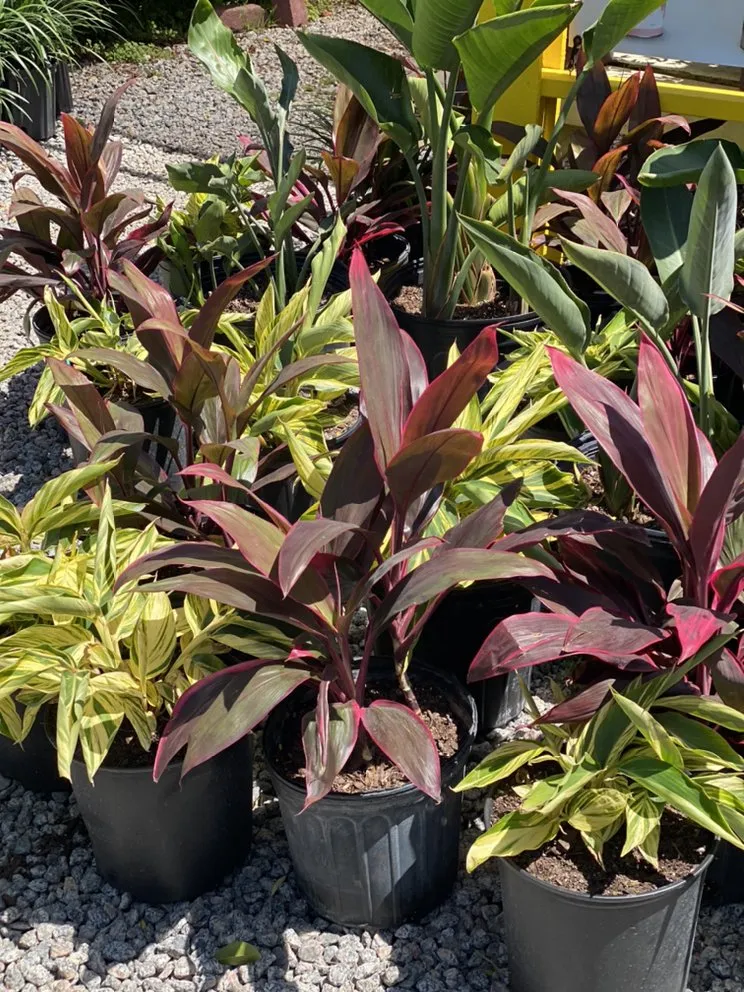 Expert yard cleanup service with custom design in Murrells Inlet, SC by Champion Nursery & Landscaping