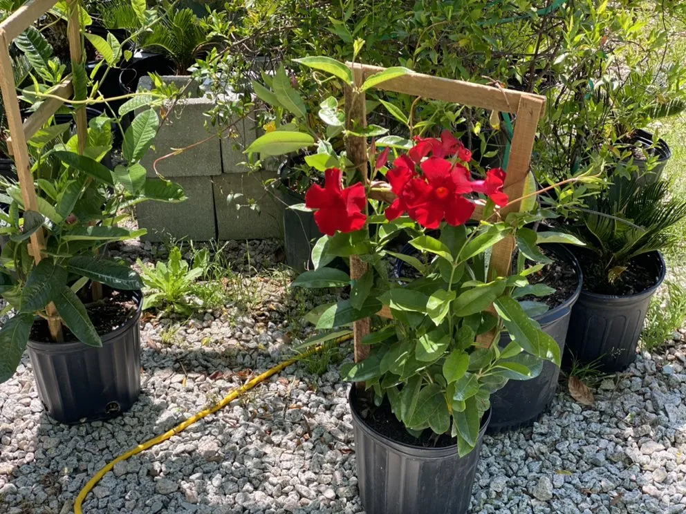 Trusted residential landscaping in Murrells Inlet, SC by Champion Nursery & Landscaping