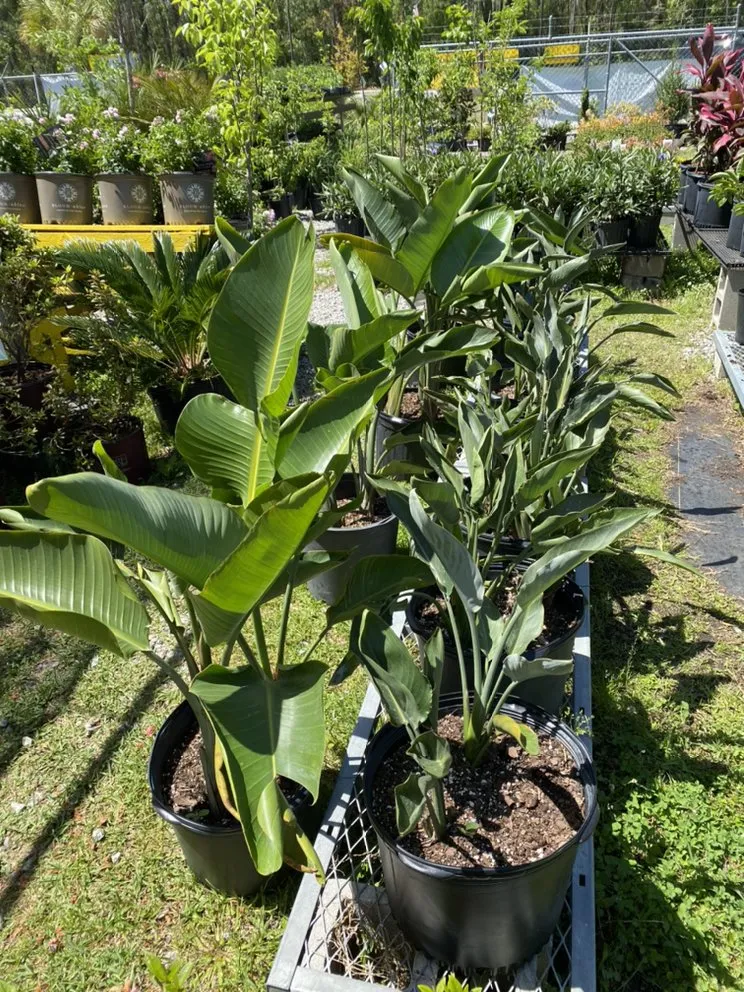 Custom landscaping services experts serving Murrells Inlet, SC - Champion Nursery & Landscaping