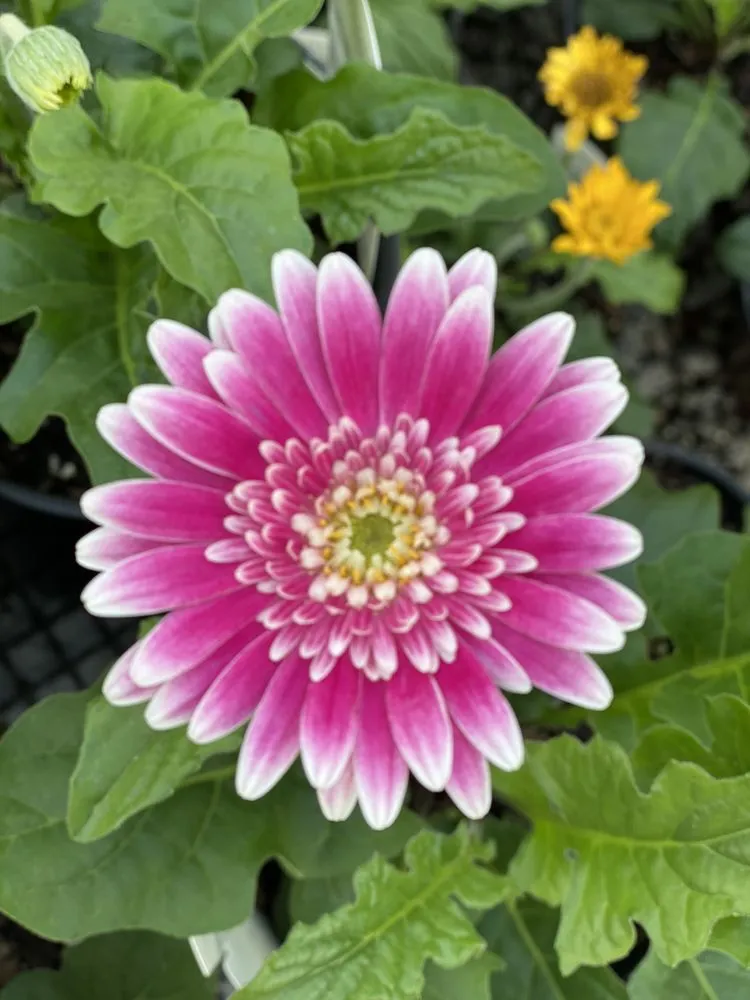 Top-rated landscape installation experts serving Murrells Inlet, SC - Champion Nursery & Landscaping