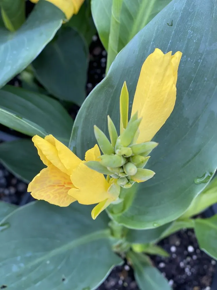 Professional residential landscaping in Murrells Inlet, SC by Champion Nursery & Landscaping