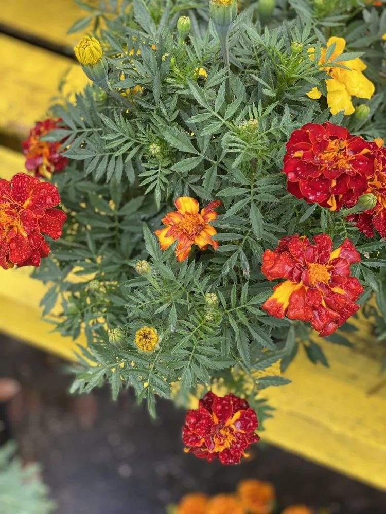 Reliable garden landscaping in Murrells Inlet, SC - Champion Nursery & Landscaping