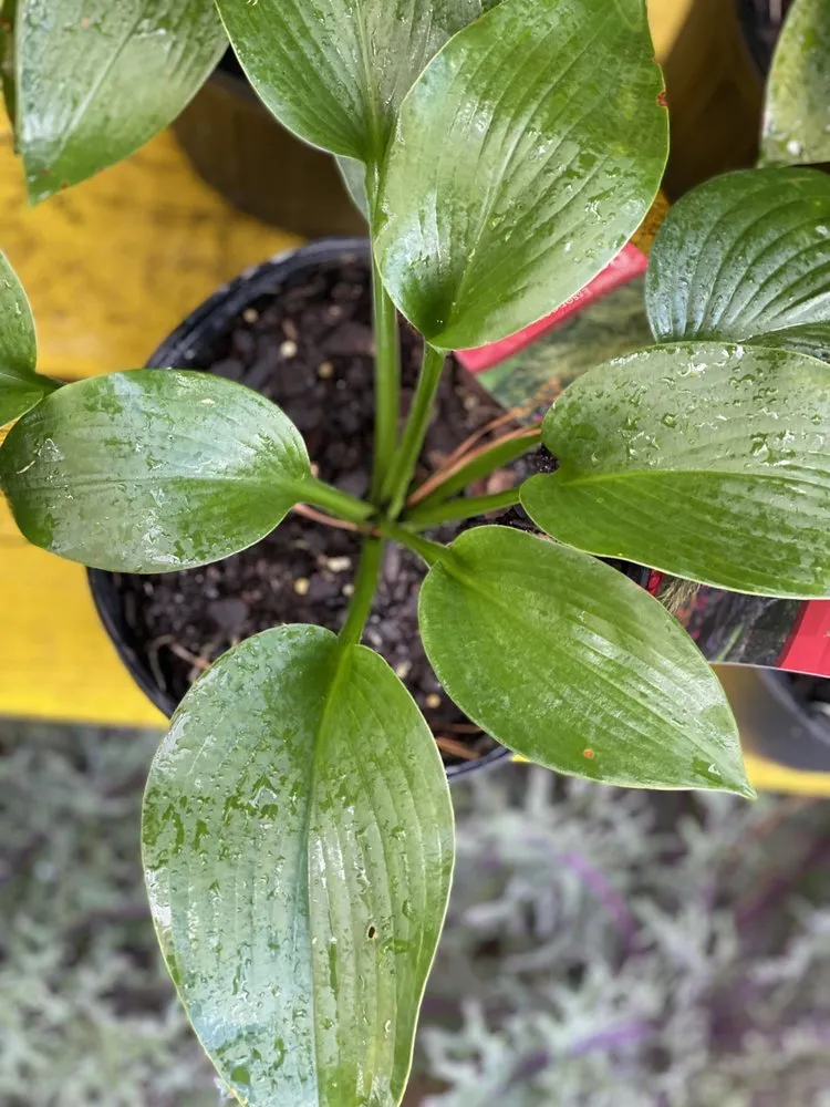 Professional landscape installation in Murrells Inlet, SC by Champion Nursery & Landscaping
