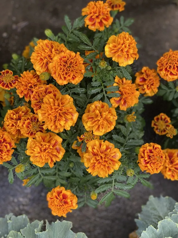 Reliable landscape design in Murrells Inlet, SC by Champion Nursery & Landscaping