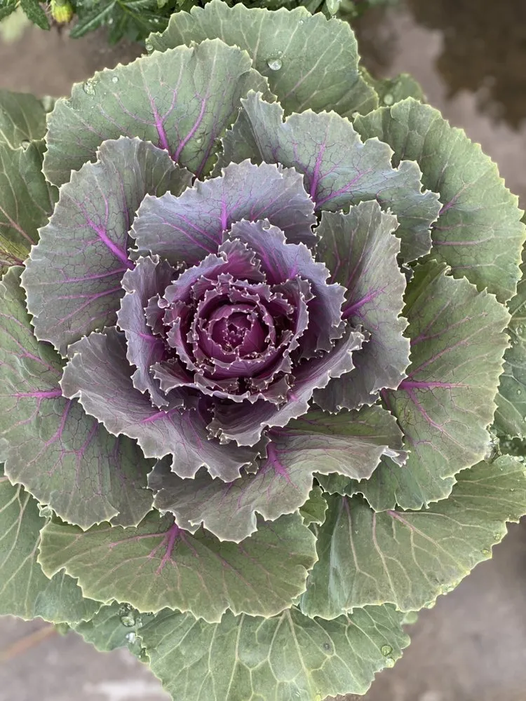 Local landscape design in Murrells Inlet, SC by Champion Nursery & Landscaping