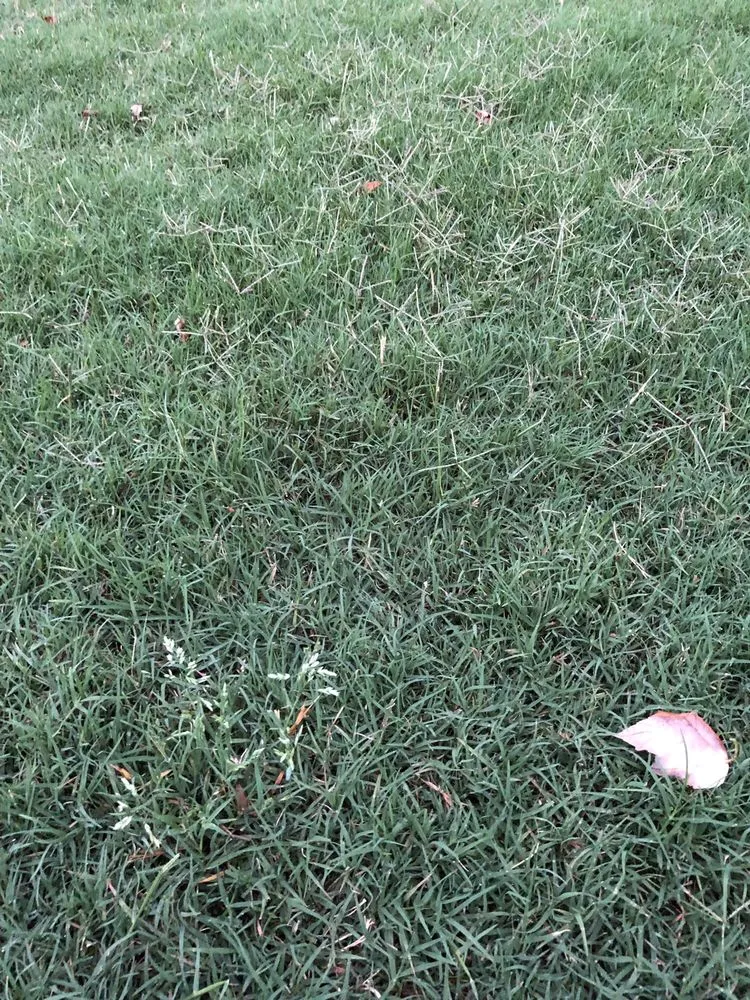 Trusted garden landscaping near you across Alpharetta, GA - Champion Outdoor Services