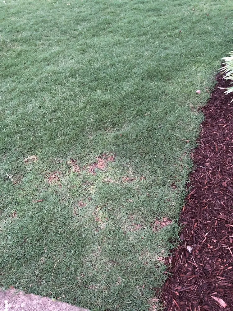 Local landscape design in Alpharetta, GA - Champion Outdoor Services