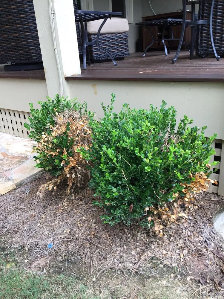 Local landscaping services near you across Alpharetta, GA - Champion Outdoor Services