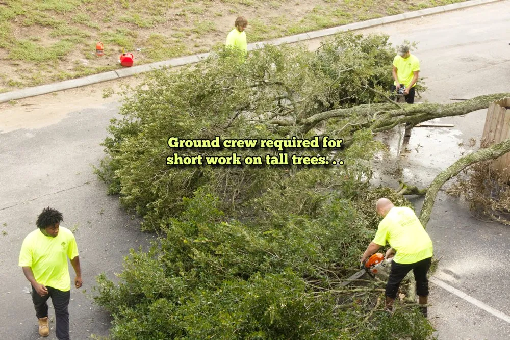 Affordable yard maintenance for residential properties across Tampa, FL - Champion Tree Care