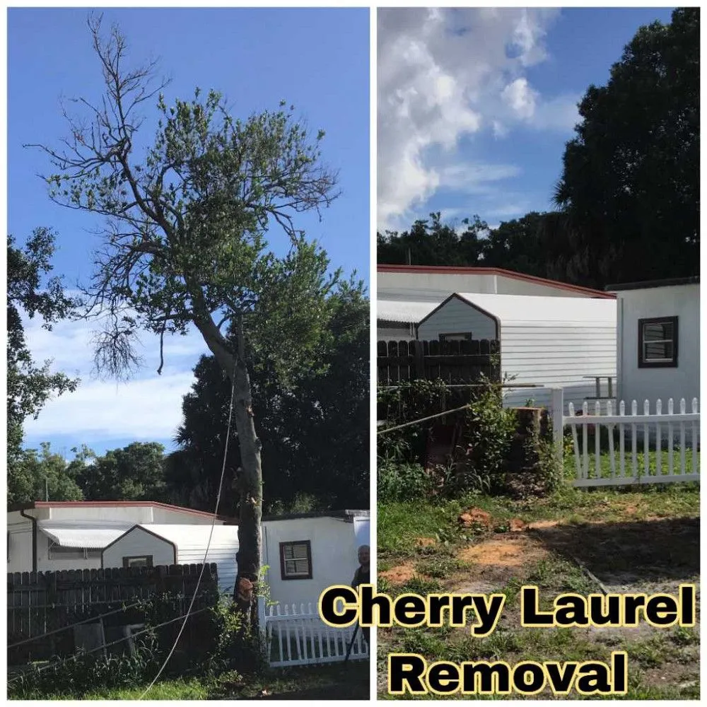 Affordable garden landscaping for homes across Tampa, FL - Champion Tree Care