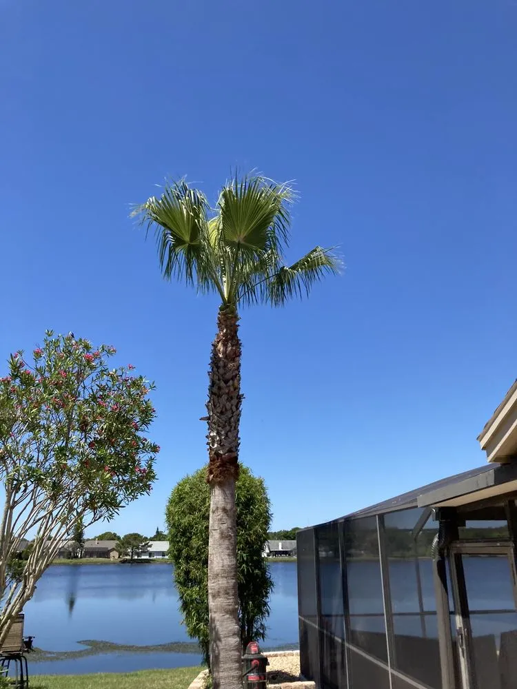 Trusted landscape installation for beautiful yards in Tampa, FL by Champion Tree Care