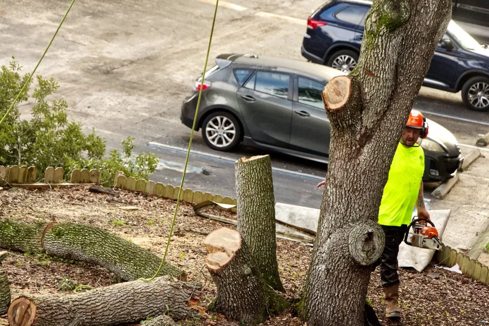 Trusted yard cleanup service for year-round maintenance across Tampa, FL - Champion Tree Care