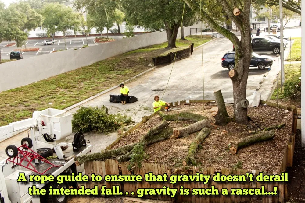 Affordable yard cleanup service for homes across Tampa, FL - Champion Tree Care