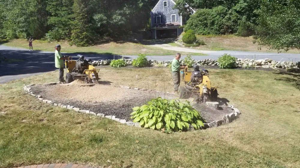 Top-rated yard cleanup service experts serving Yarmouth Port, MA - Champion Tree Work