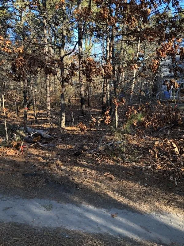 Reliable yard maintenance experts serving Yarmouth Port, MA - Champion Tree Work