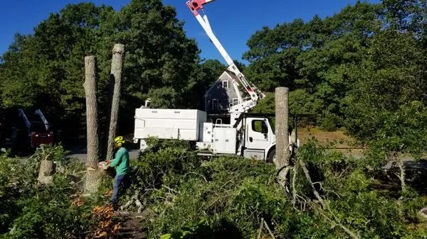 Champion Tree Work
