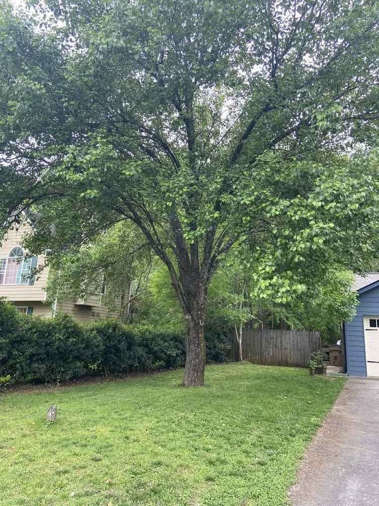 Custom yard cleanup service for outdoor upgrades across Euharlee, GA - Champions Lawn Care and Outdoors