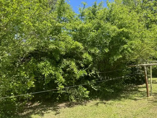 Champions Lawn Care and Outdoors Logo